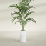 Corry Cylinder fiberglass planter in Matte Bright White, shown planted, in a sunlit interior