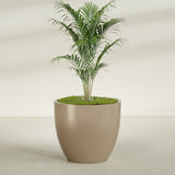 Wannsee Round fiberglass planter in Gloss Metallic Gold, shown planted, in a sunlit interior