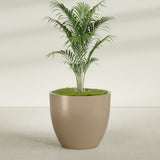 Wannsee Round fiberglass planter in Gloss Metallic Gold, shown planted, in a sunlit interior