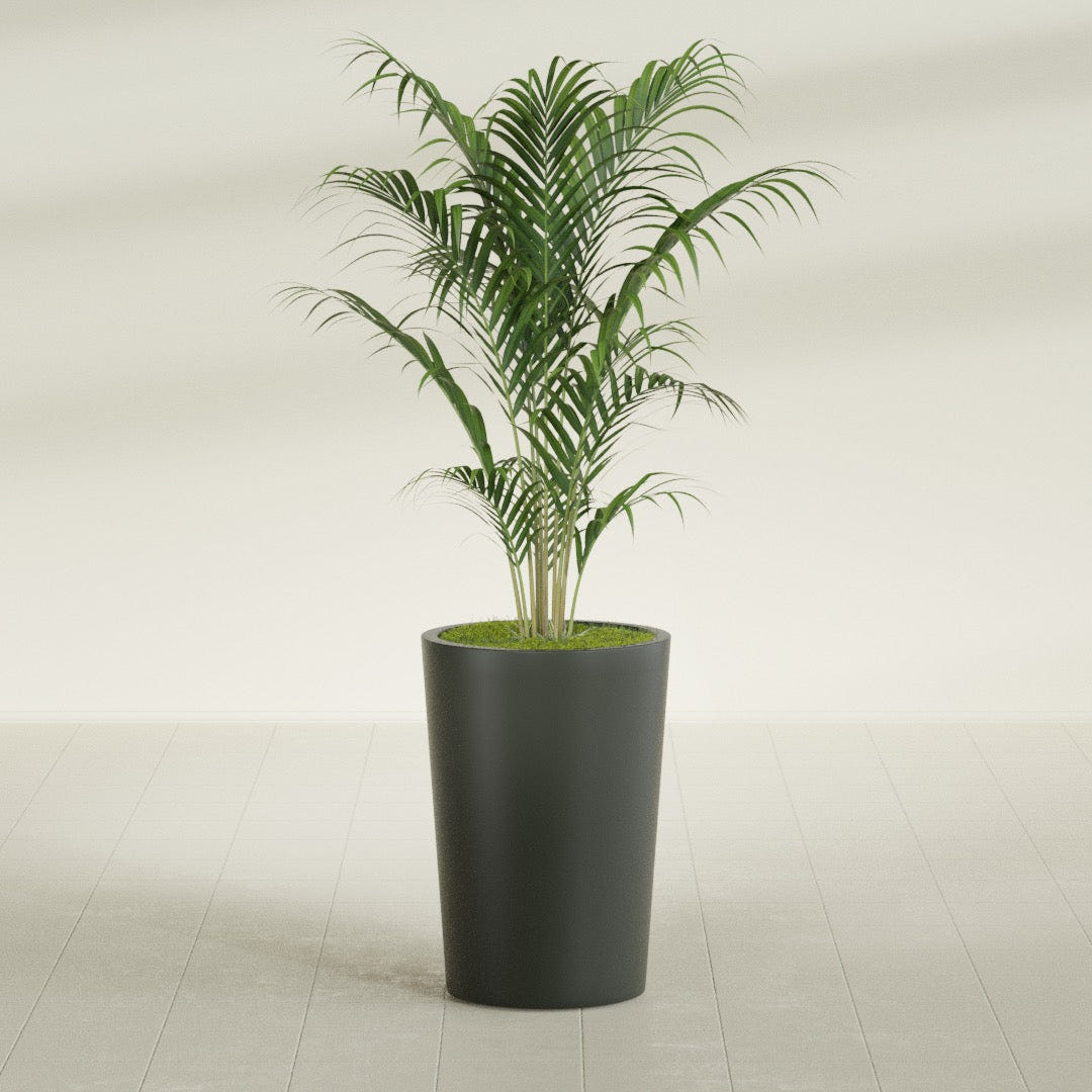 Tegel Round Tapered fiberglass planter in Matte Charcoal, shown planted, in a sunlit interior