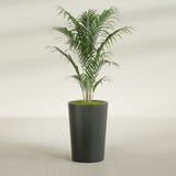 Tegel Round Tapered fiberglass planter in Matte Charcoal, shown planted, in a sunlit interior