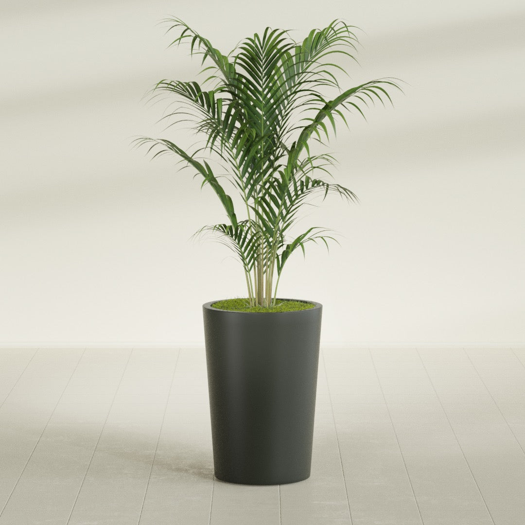 Tegel Round Tapered fiberglass planter in Matte Charcoal, shown planted, in a sunlit interior