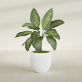 Alzira Bowl fiberglass planter in Matte Bright White, shown planted, in a sunlit interior