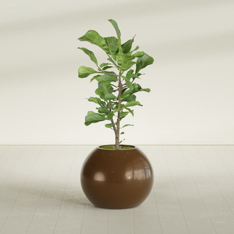 Globe fiberglass planter in Metallic Bronze, shown planted, in a sunlit interior
