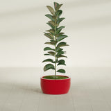 Casablanca Bowl fiberglass planter in Gloss Red, shown planted, in a sunlit interior