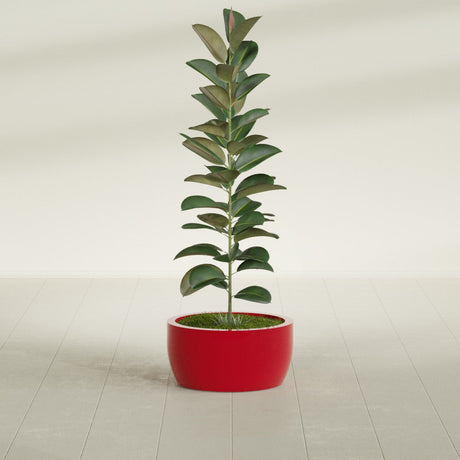 Casablanca Bowl fiberglass planter in Gloss Red, shown planted, in a sunlit interior