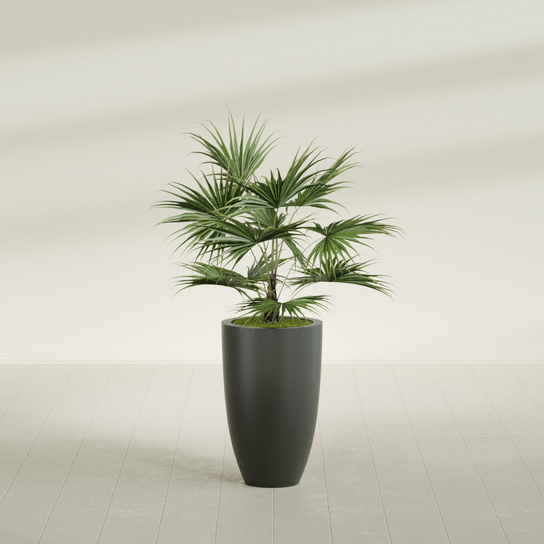 Brannan Tapered Round fiberglass planter in Matte Charcoal, shown planted, in a sunlit interior