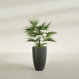Brannan Tapered Round fiberglass planter in Matte Charcoal, shown planted, in a sunlit interior