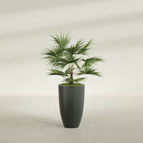 Brannan Tapered Round fiberglass planter in Matte Charcoal, shown planted, in a sunlit interior