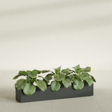 Salon Box fiberglass planter in Matte Charcoal, shown planted, in a sunlit interior