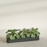 Salon Box fiberglass planter in Matte Charcoal, shown planted, in a sunlit interior