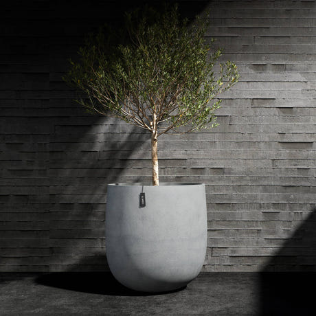 Mondo round Cosapots fiberglass planter, shown planted with an olive tree against a stacked stone wall.
