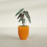 Valencia Tapered Round fiberglass planter in Gloss Tangerine, shown planted, in a sunlit interior