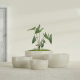 Casablanca Bowl fiberglass planter in Satin Beige, size range, in a sunlit interior