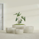 Casablanca Bowl fiberglass planter in Satin Beige, size range, in a sunlit interior