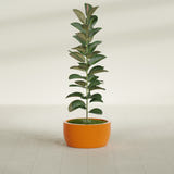 Casablanca Bowl fiberglass planter in Gloss Tangerine, shown planted, in a sunlit interior