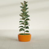 Casablanca Bowl fiberglass planter in Gloss Tangerine, shown planted, in a sunlit interior
