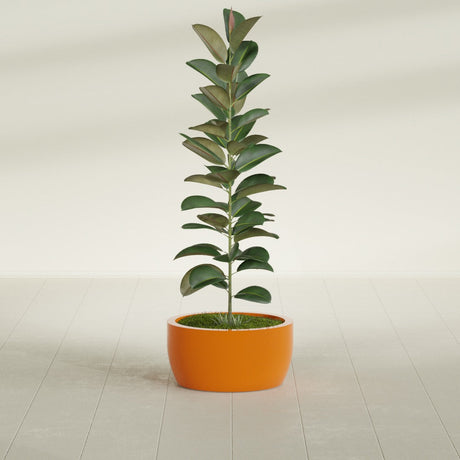 Casablanca Bowl fiberglass planter in Gloss Tangerine, shown planted, in a sunlit interior