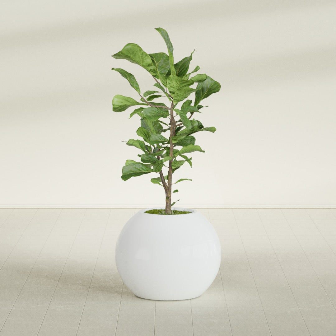 Globe fiberglass planter in Matte Bright White, shown planted, in a sunlit interior