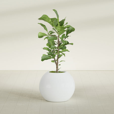 Globe fiberglass planter in Matte Bright White, shown planted, in a sunlit interior
