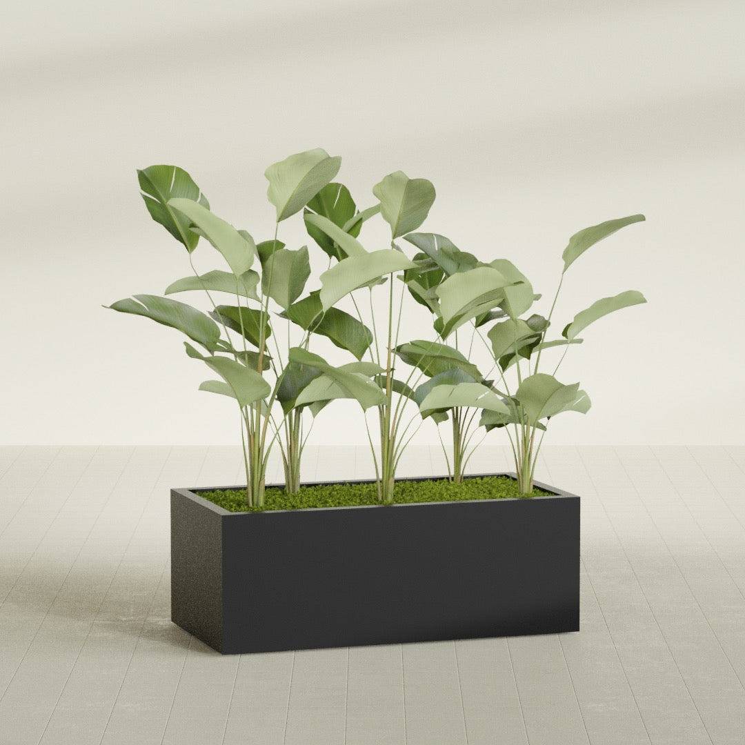 Torino Wide Rectangular fiberglass planter in Matte Black, shown planted, in a sunlit interior