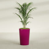 Tegel Round Tapered fiberglass planter in Gloss Eggplant, shown planted, in a sunlit interior