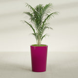 Tegel Round Tapered fiberglass planter in Gloss Eggplant, shown planted, in a sunlit interior