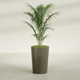 Tegel Round Tapered fiberglass planter in Matte Bronze, shown planted, in a sunlit interior