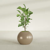 Globe fiberglass planter in Gloss Metallic Gold, shown planted, in a sunlit interior