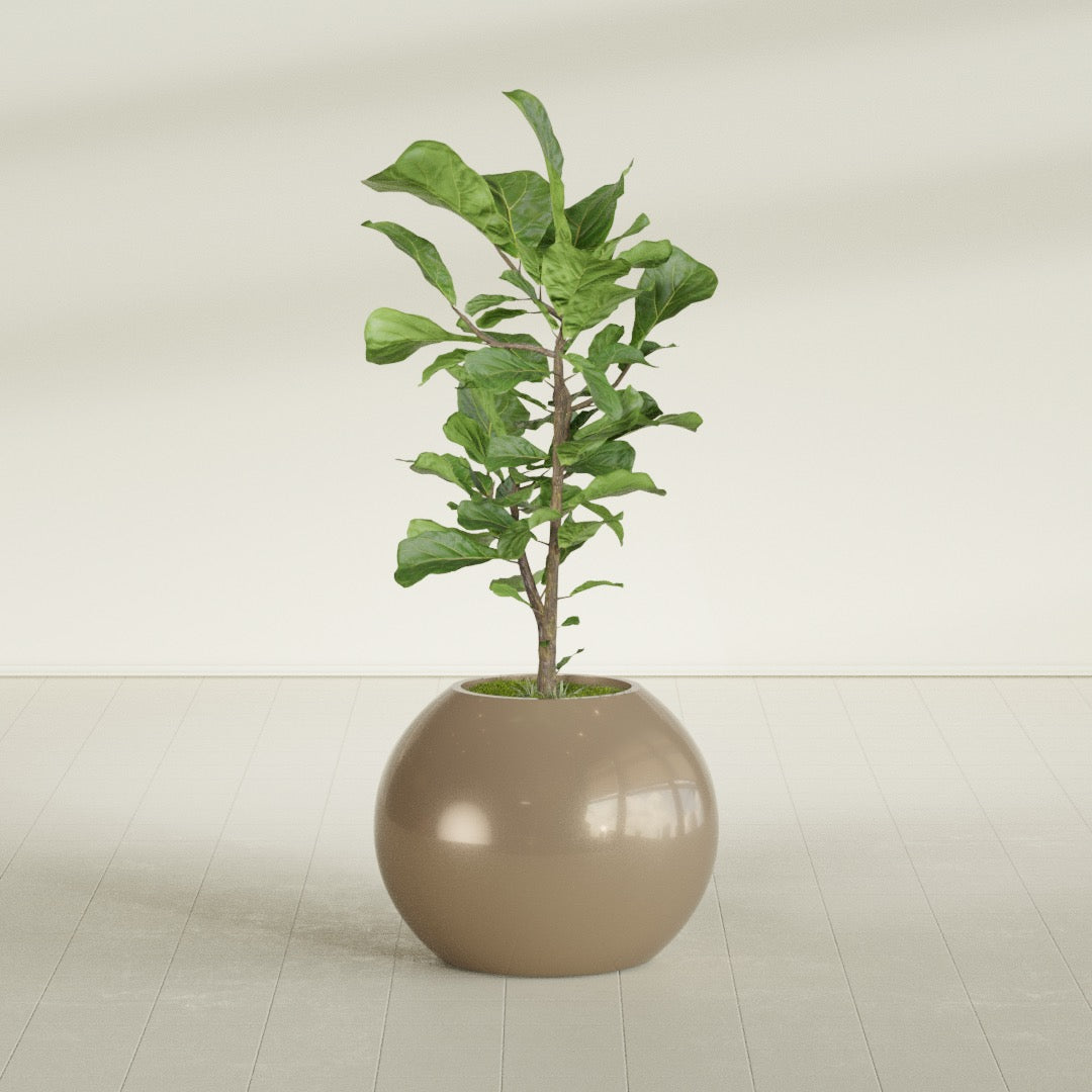 Globe fiberglass planter in Gloss Metallic Gold, shown planted, in a sunlit interior