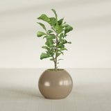 Globe fiberglass planter in Gloss Metallic Gold, shown planted, in a sunlit interior