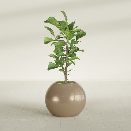 Globe fiberglass planter in Gloss Metallic Gold, shown planted, in a sunlit interior