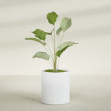 Rio Grande Cylinder fiberglass planter in Gloss Bright White, shown planted, in a sunlit interior