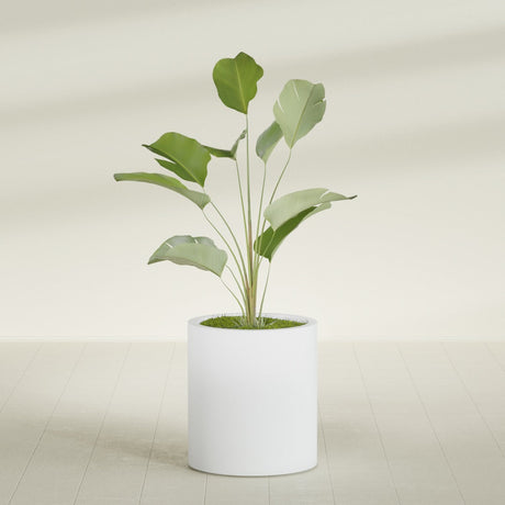 Rio Grande Cylinder fiberglass planter in Gloss Bright White, shown planted, in a sunlit interior