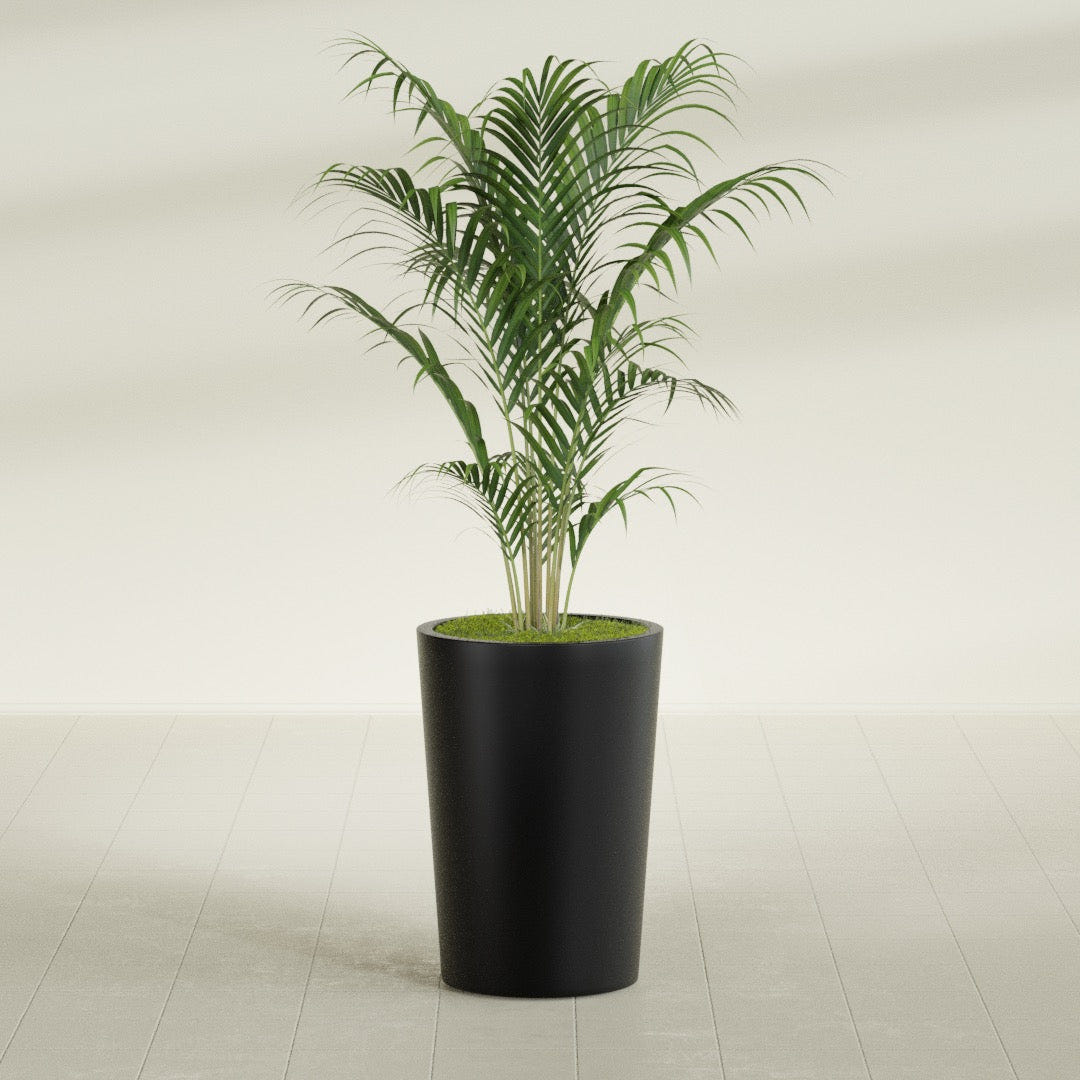 Tegel Round Tapered fiberglass planter in Matte Black, shown planted, in a sunlit interior