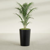 Tegel Round Tapered fiberglass planter in Matte Black, shown planted, in a sunlit interior
