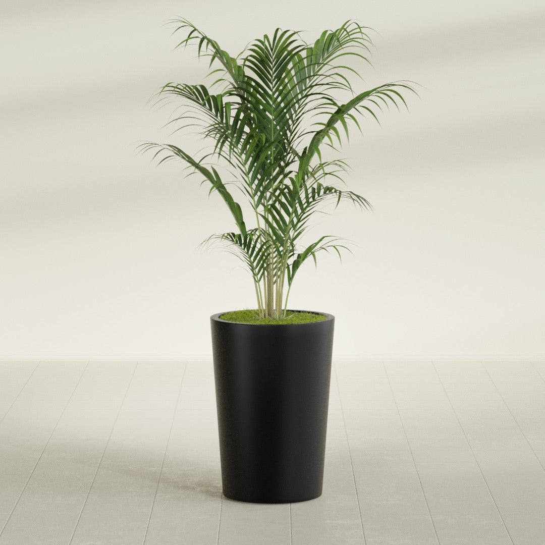 Tegel Round Tapered fiberglass planter in Matte Black, shown planted, in a sunlit interior