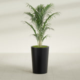 Tegel Round Tapered fiberglass planter in Matte Black, shown planted, in a sunlit interior