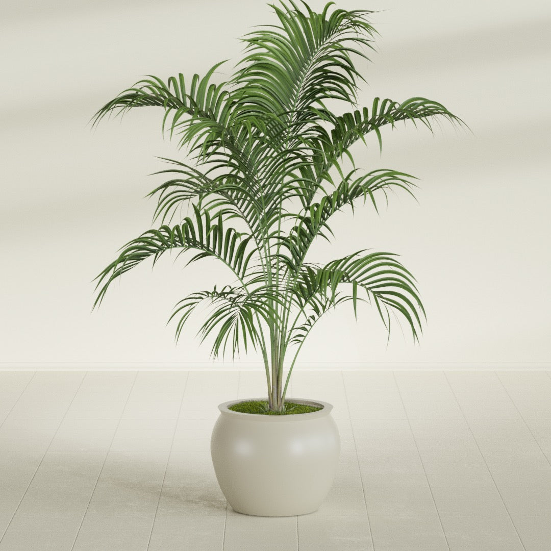 Shanghai Fishbowl fiberglass planter in Satin Beige, shown planted, in a sunlit interior