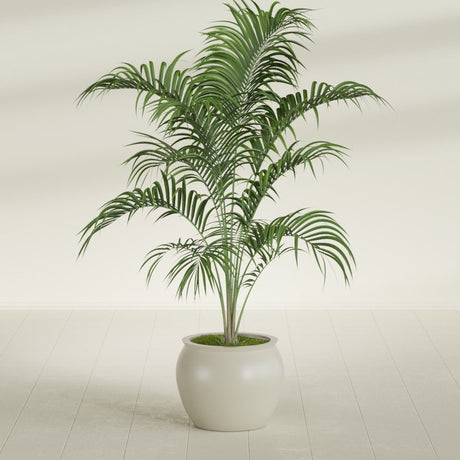 Shanghai Fishbowl fiberglass planter in Satin Beige, shown planted, in a sunlit interior
