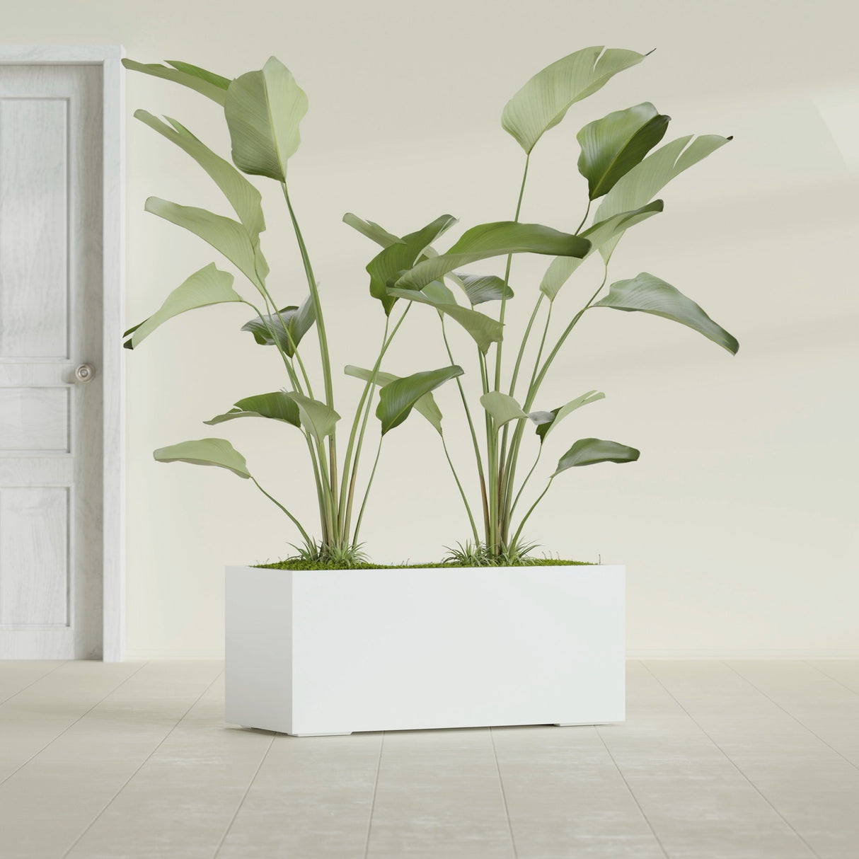 Badalona Rectangular fiberglass planter in Gloss Bright White, shown planted, in a sunlit interior
