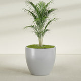 Wannsee Round fiberglass planter in Metallic Silver, shown planted, in a sunlit interior