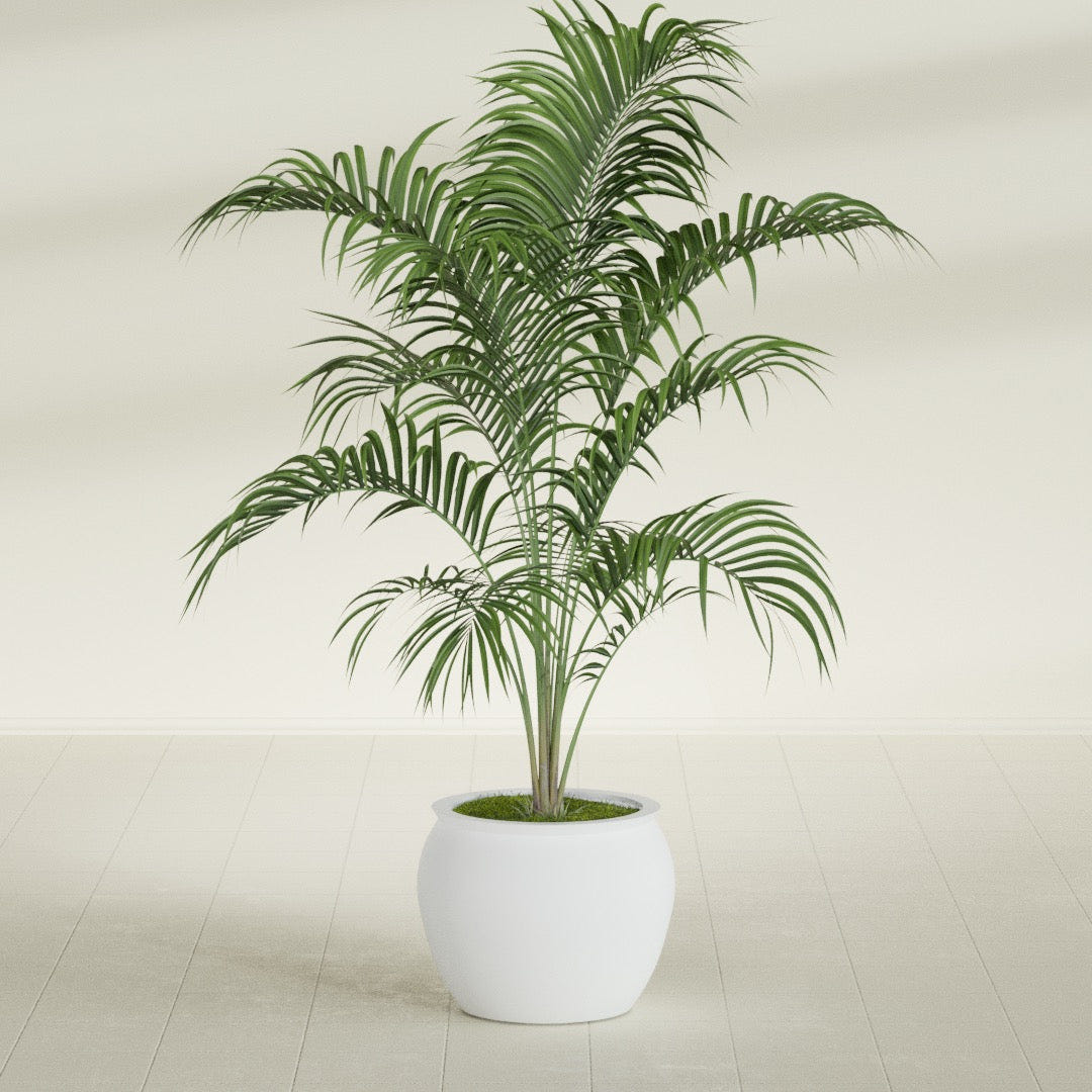 Shanghai Fishbowl fiberglass planter in Gloss Bright White, shown planted, in a sunlit interior