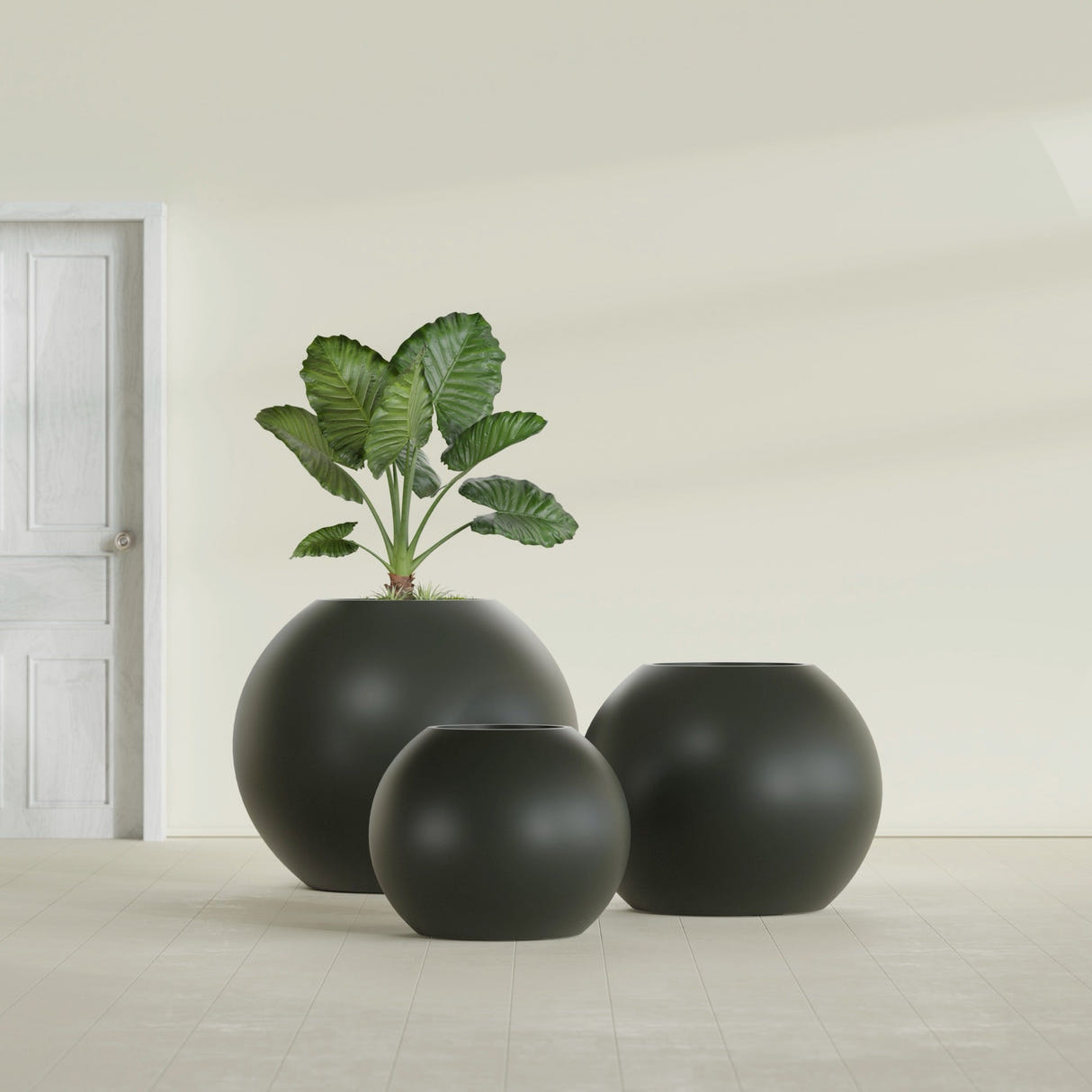 Globe fiberglass planter in Matte Charcoal, size range, in a sunlit interior