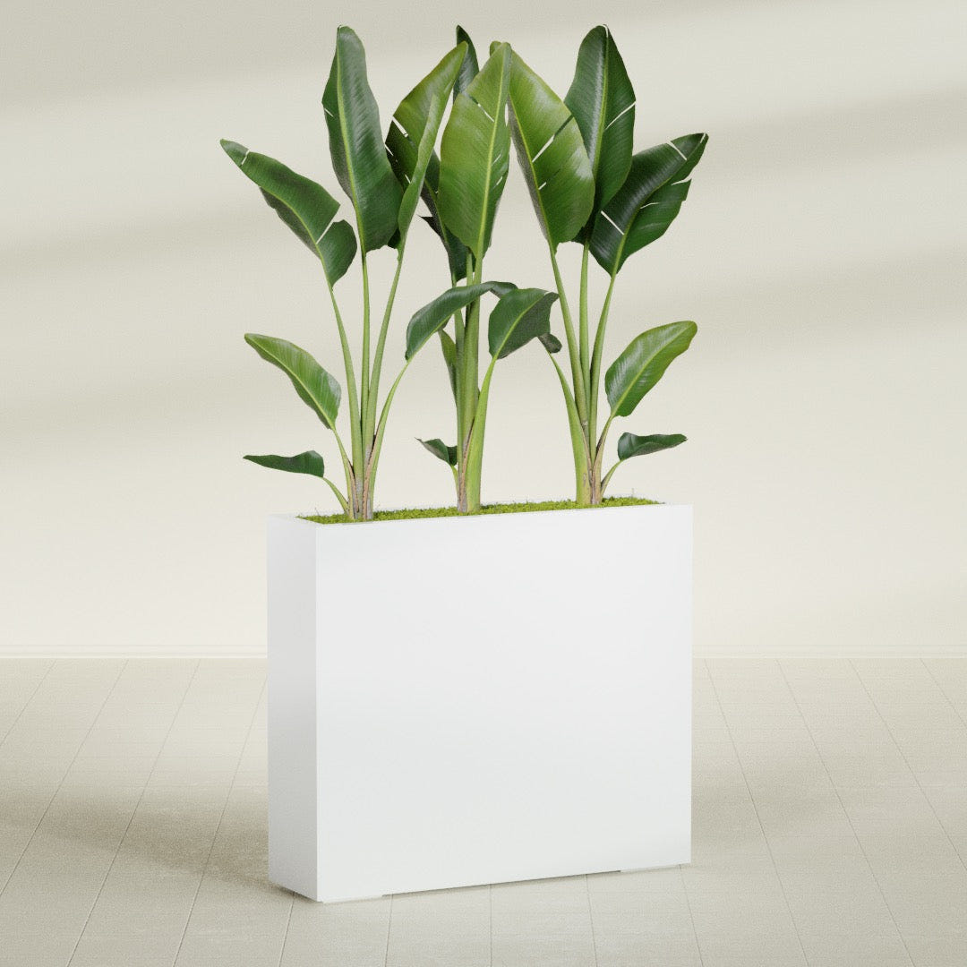 Amesbury Narrow Rectangular fiberglass planter in Matte Bright White, shown planted, in a sunlit interior