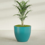 Wannsee Round fiberglass planter in Satin Seafoam Green, shown planted, in a sunlit interior