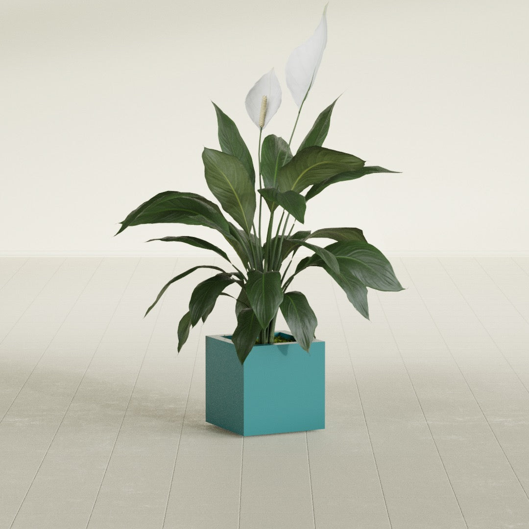 Montroy Cube fiberglass planter in Satin Seafoam Green, shown planted, in a sunlit interior