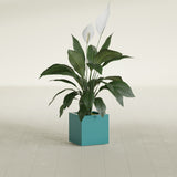 Montroy Cube fiberglass planter in Satin Seafoam Green, shown planted, in a sunlit interior