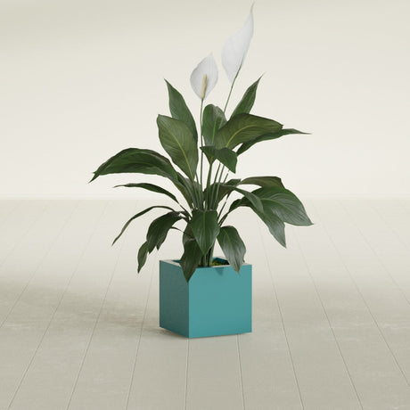 Montroy Cube fiberglass planter in Satin Seafoam Green, shown planted, in a sunlit interior