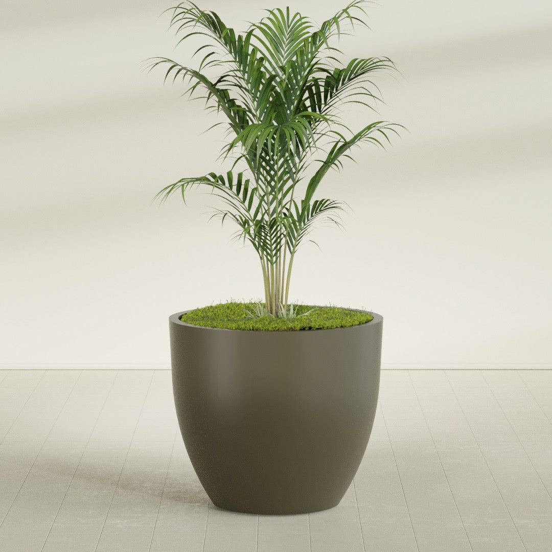 Wannsee Round fiberglass planter in Matte Bronze, shown planted, in a sunlit interior